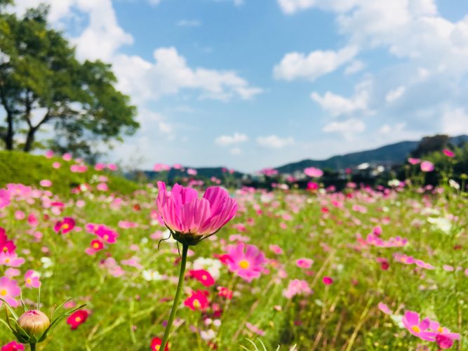 コスモスまつり